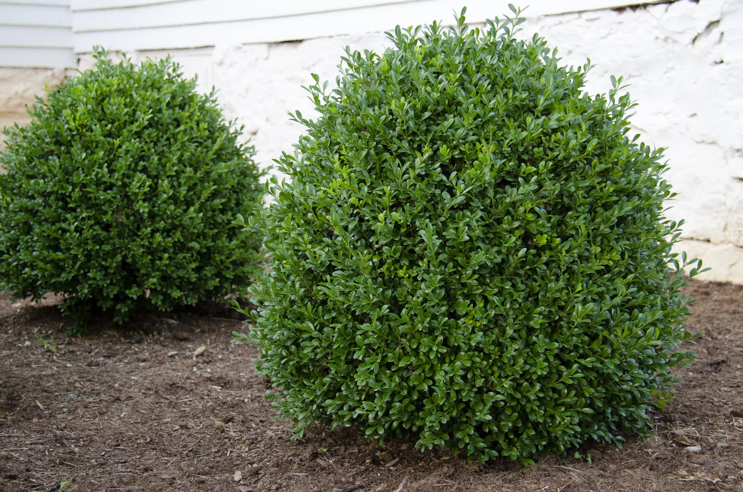 Example of the rounded habit of NewGen Independence®.