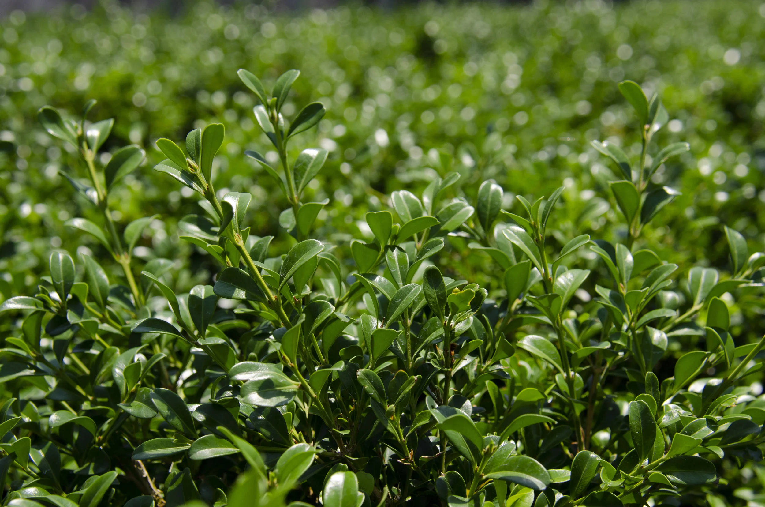 Rich, dark, shiny foliage of NewGen Independence®.
