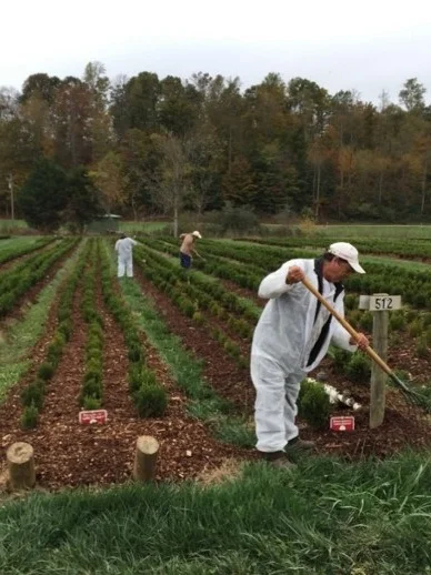 Crews in the field nursery wear disposable suits when they are working on larger plants.