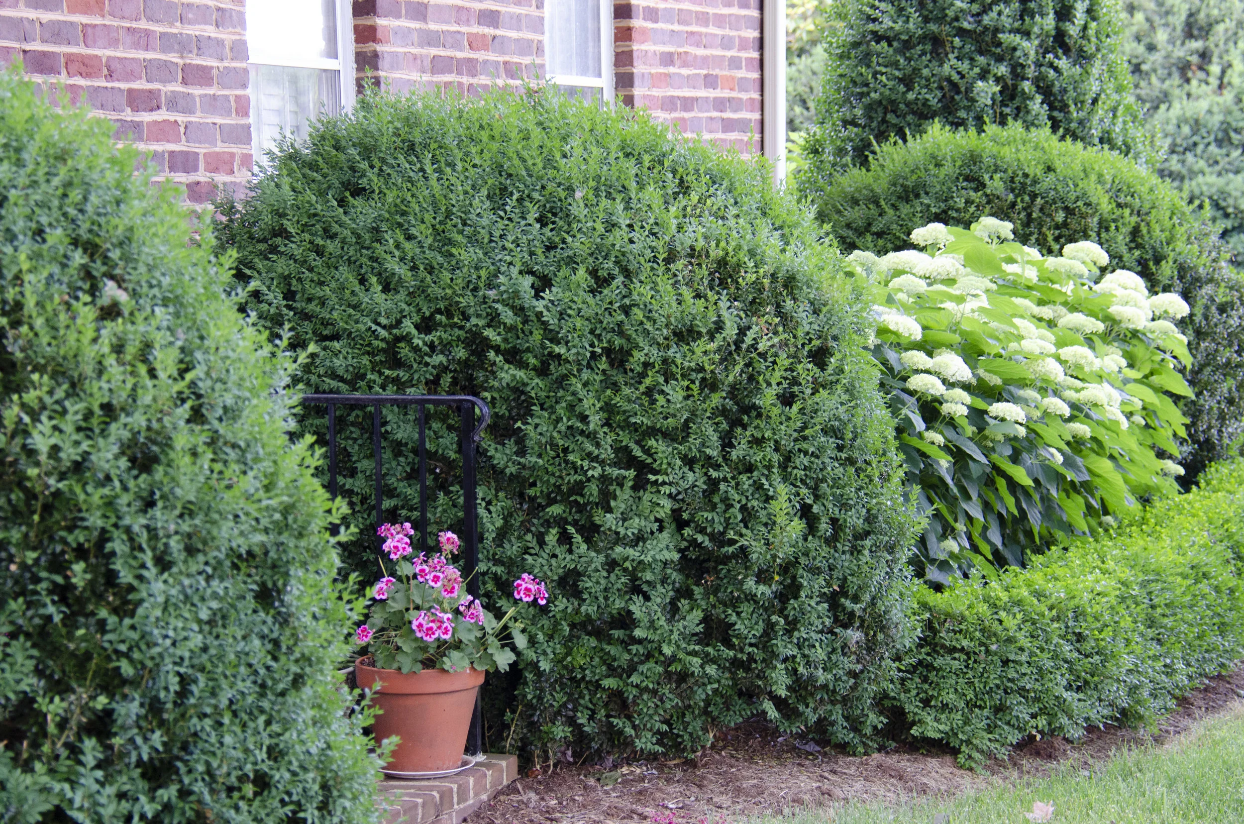 Boxwood of different shapes and sizes on display.