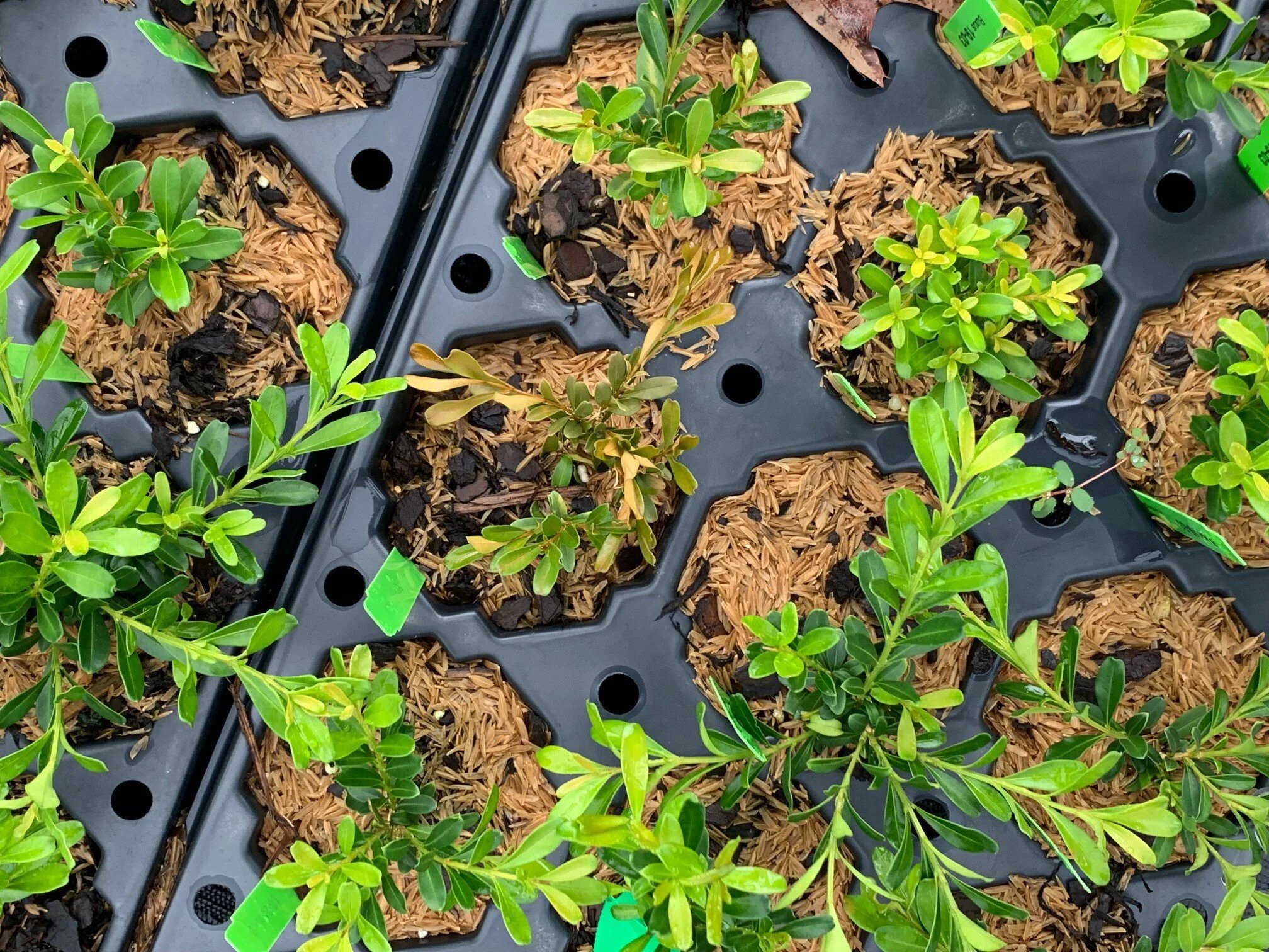 What's Wrong With My Boxwood? — NewGen™ Boxwood