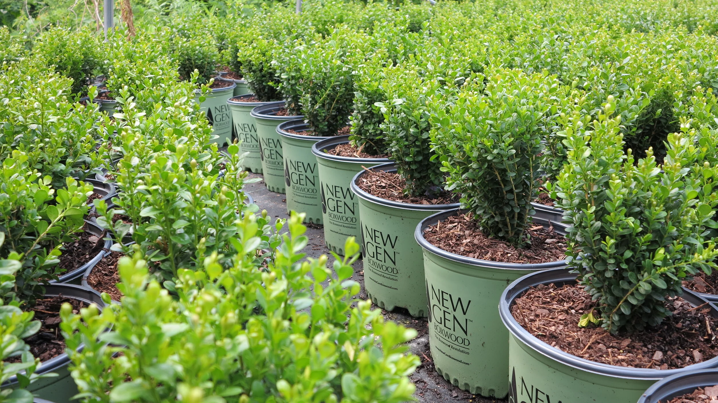 Home Page — Blog — NewGen™ Boxwood