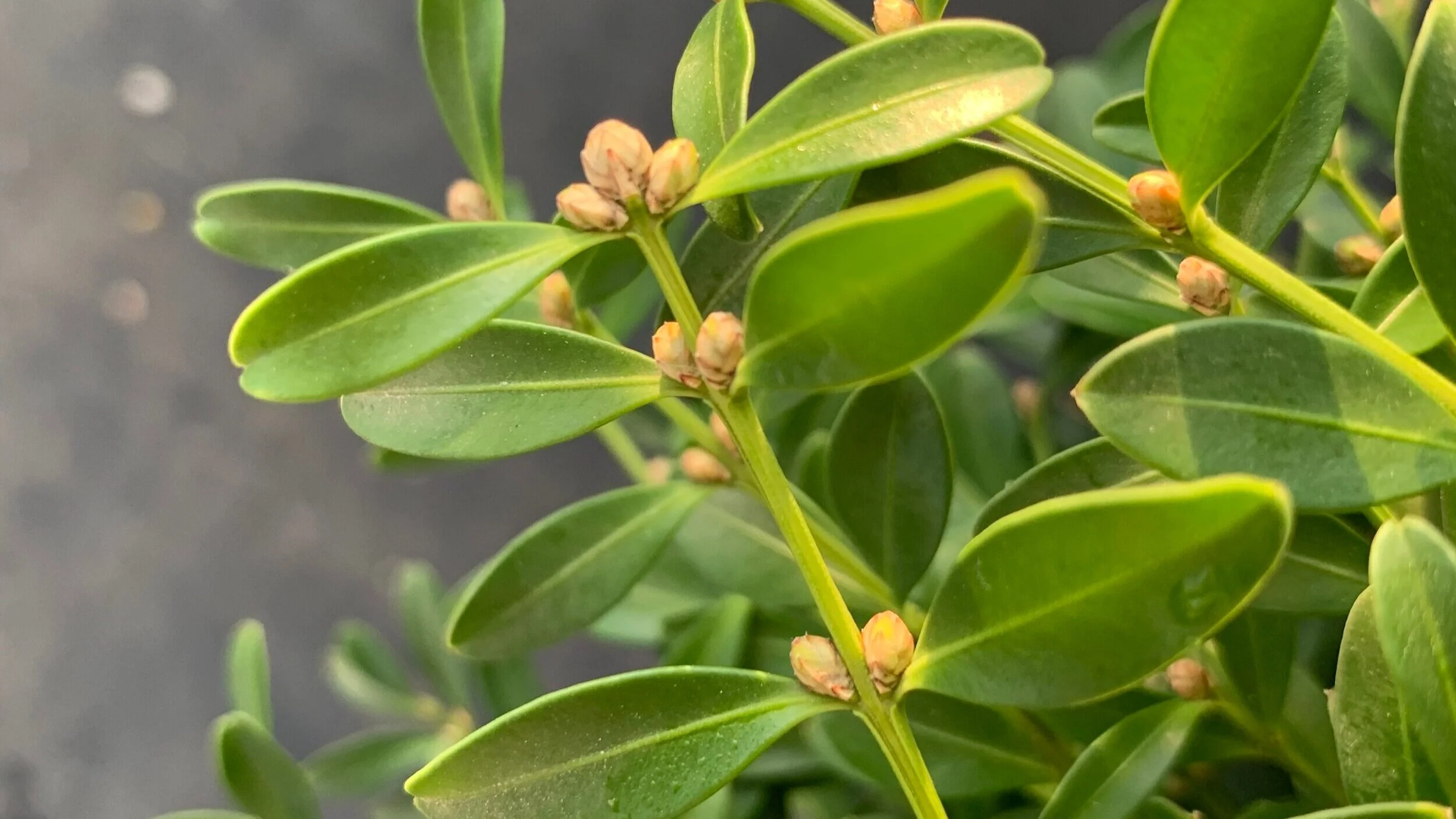 Botany of the Boxwood Flower — NewGen™ Boxwood