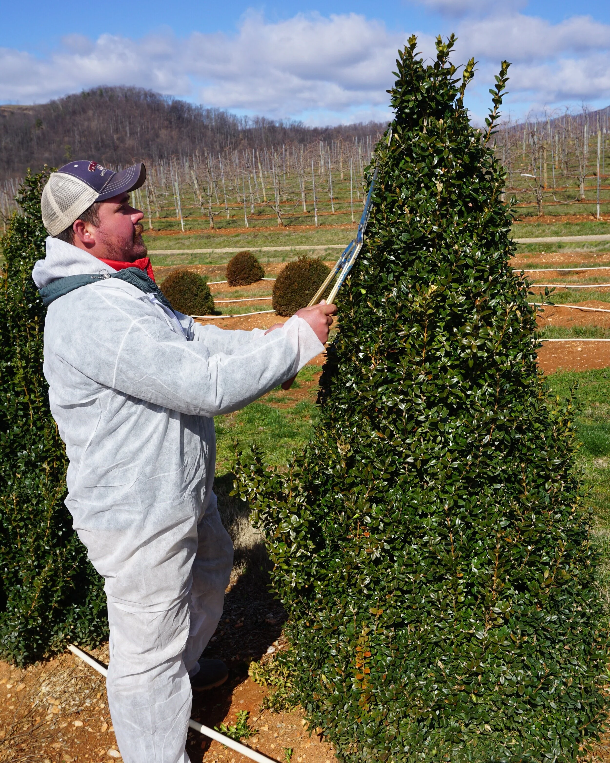 Tips on Pruning Boxwood — NewGen™ Boxwood