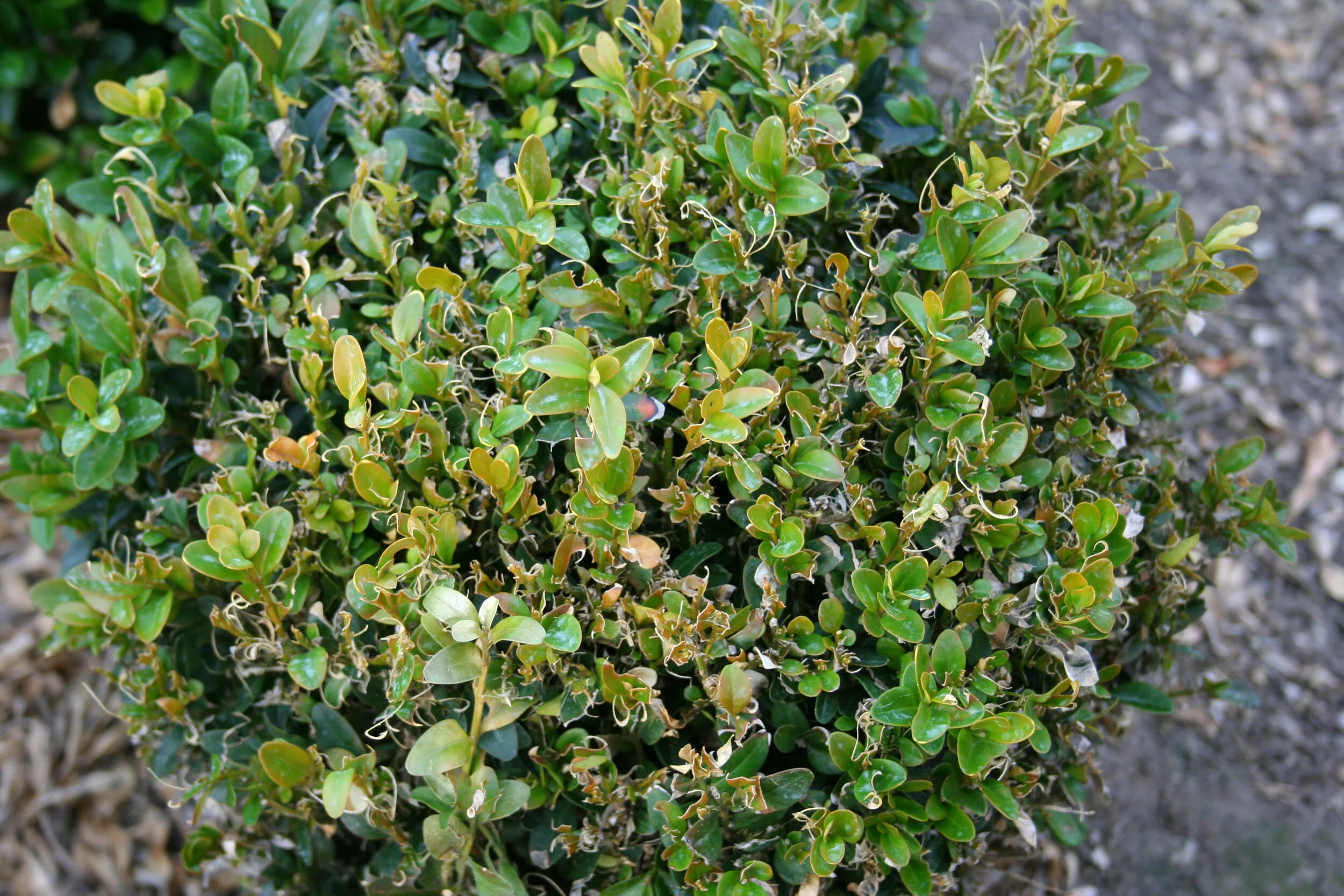 APHIS Takes Step to Slow Possible Boxwood Tree Moth Introduction