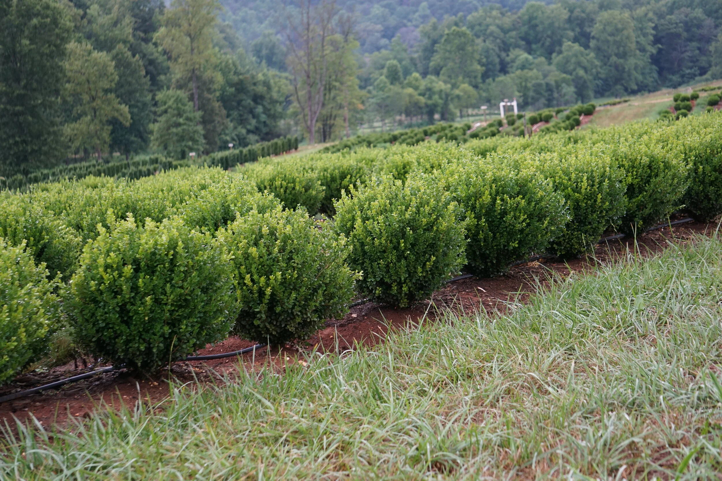 Being Water Smart with Boxwood — NewGen™ Boxwood