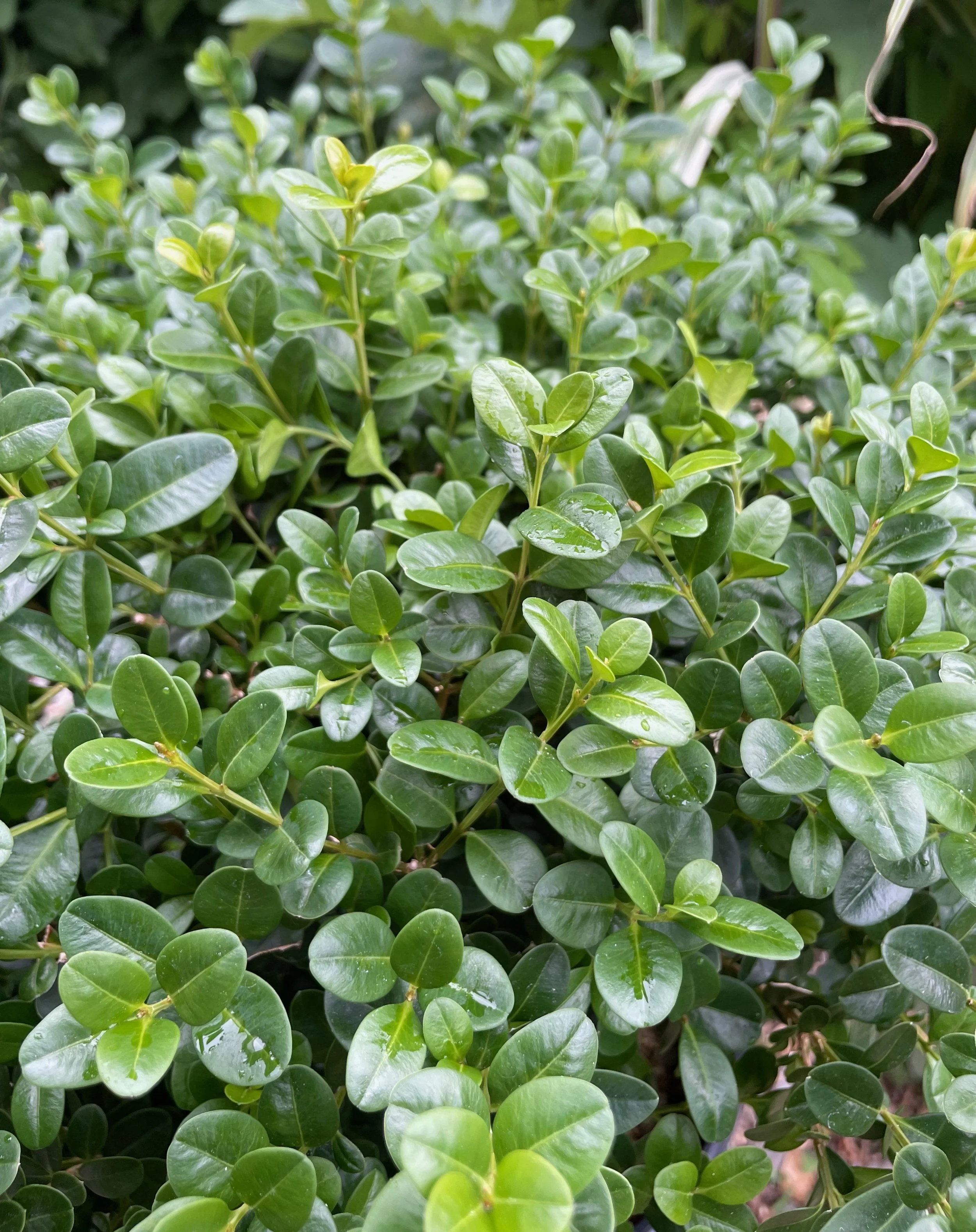 NewGenFreedom_foliage.jpeg