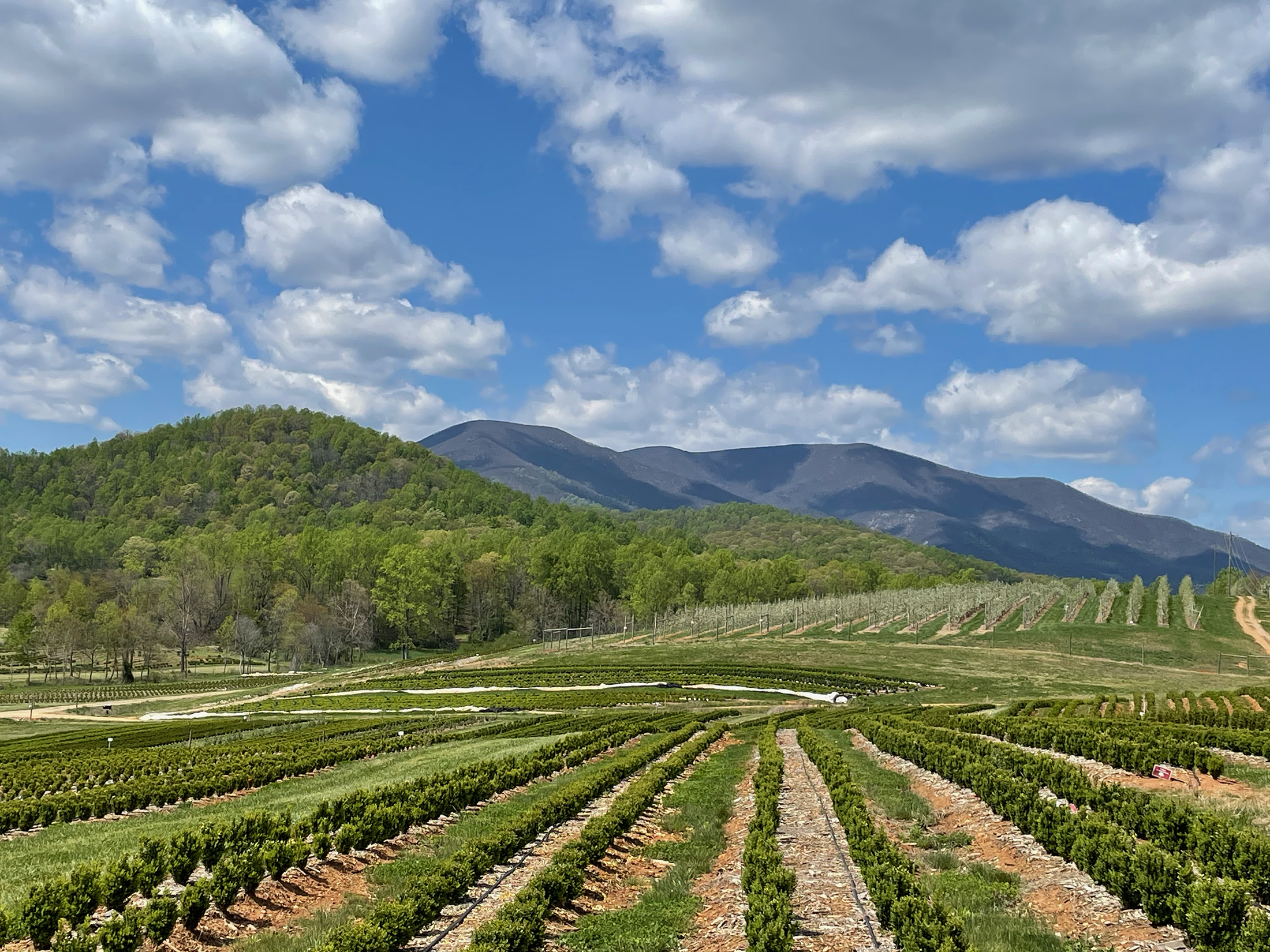 Box_Field_Scenic_HSatSBI_4_16_21.png