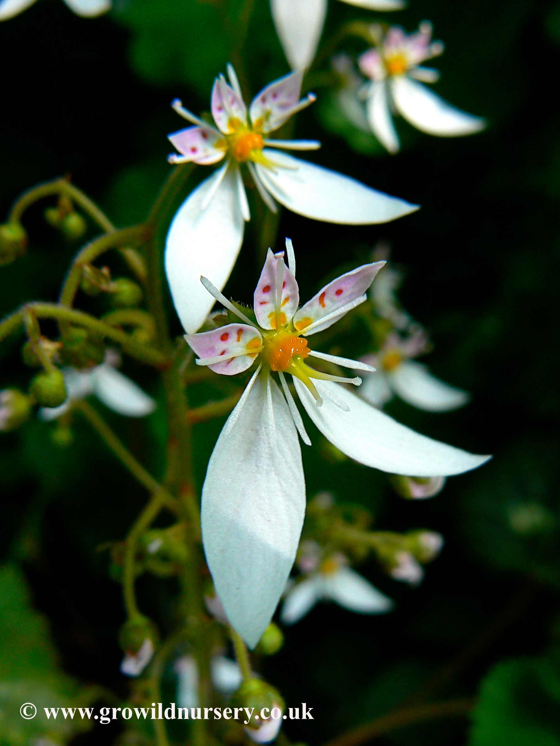 Saxifrage.jpeg