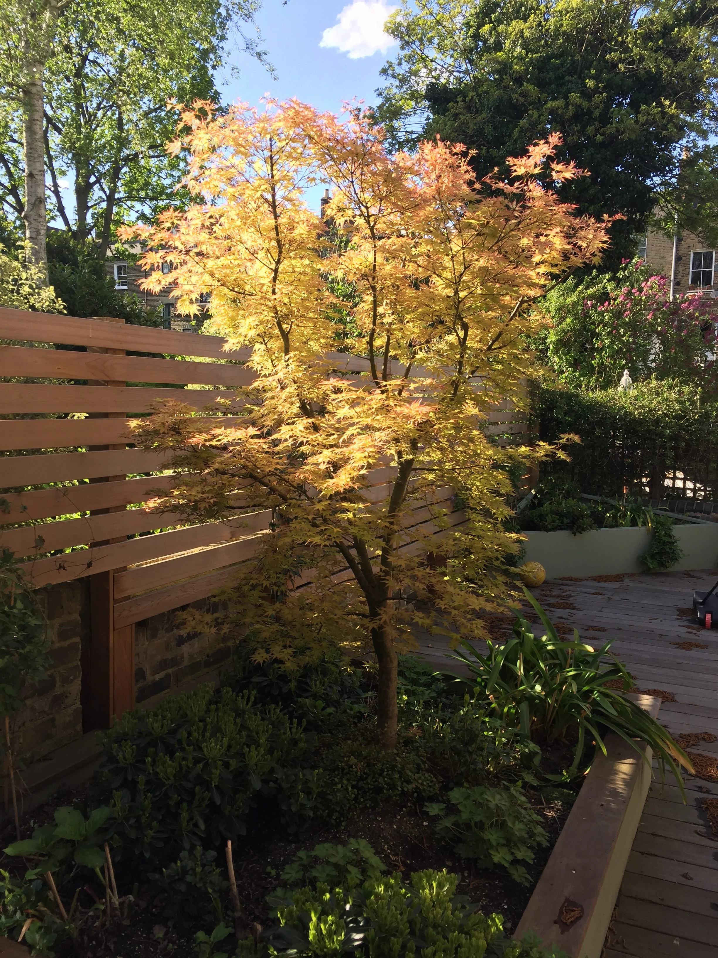 Acer-e1526497394160.jpg