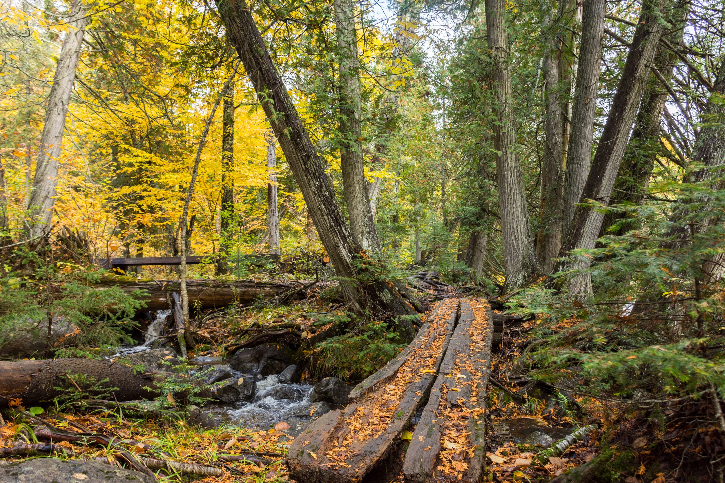 Bridge in the Woods - Minnesota State Park