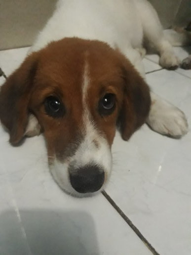 Ishmael my hero dog!