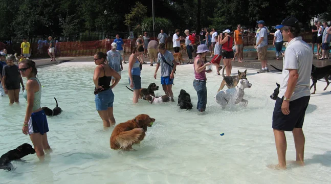 doggy paddle aquatic center