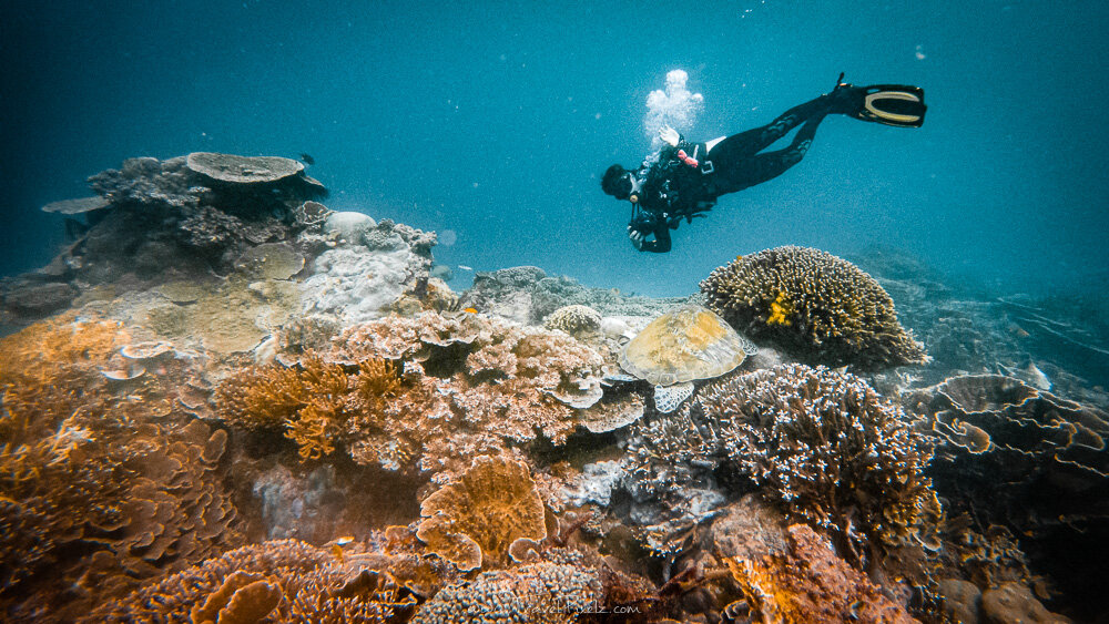 Diving at Siaba Besar. Can you spot the turtle?