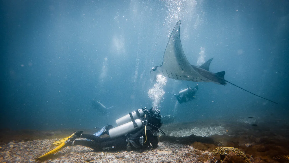 Scuba Diving with Manta Rays in Komodo National Park — TravelPixelz