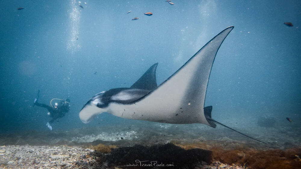 Scuba Diving with Manta Rays in Komodo National Park — TravelPixelz