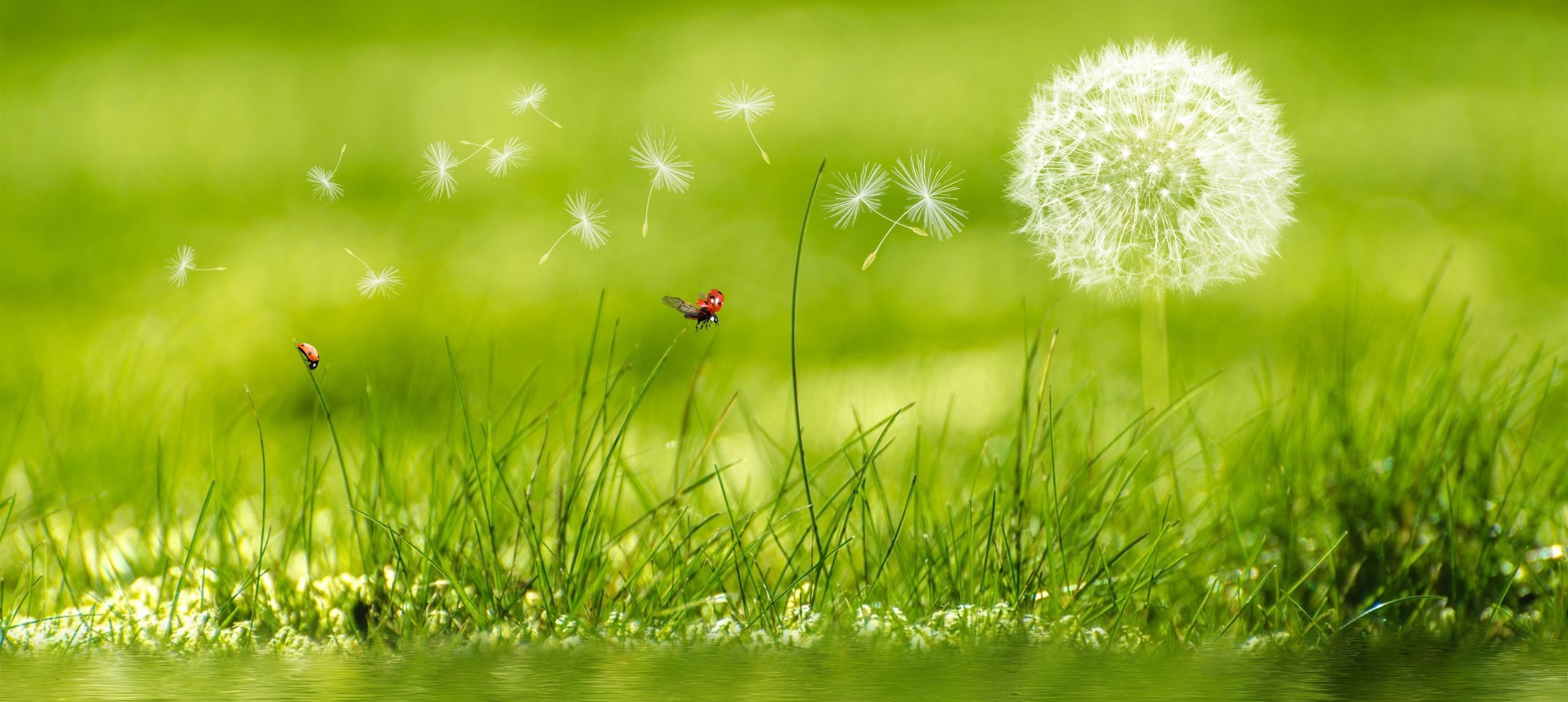 background-image-beautiful-blur-414586.jpg