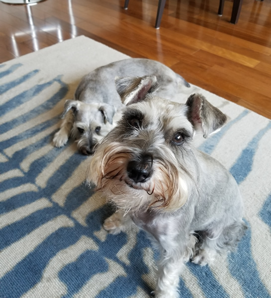  Our mini-schnauzers hanging out 