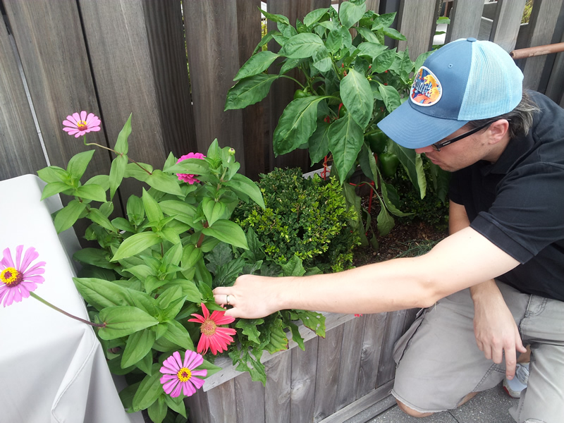  Yohanis overlooking the growth of our flowers 