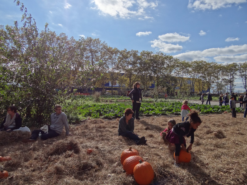  Pumpkin patch for the kids was set up in the park 