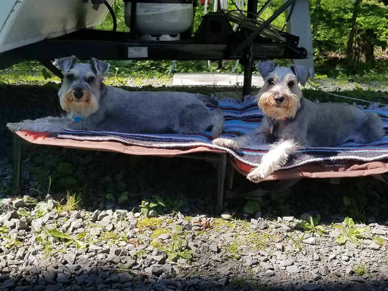  Salt and Peppa chillin’ by the  camper 