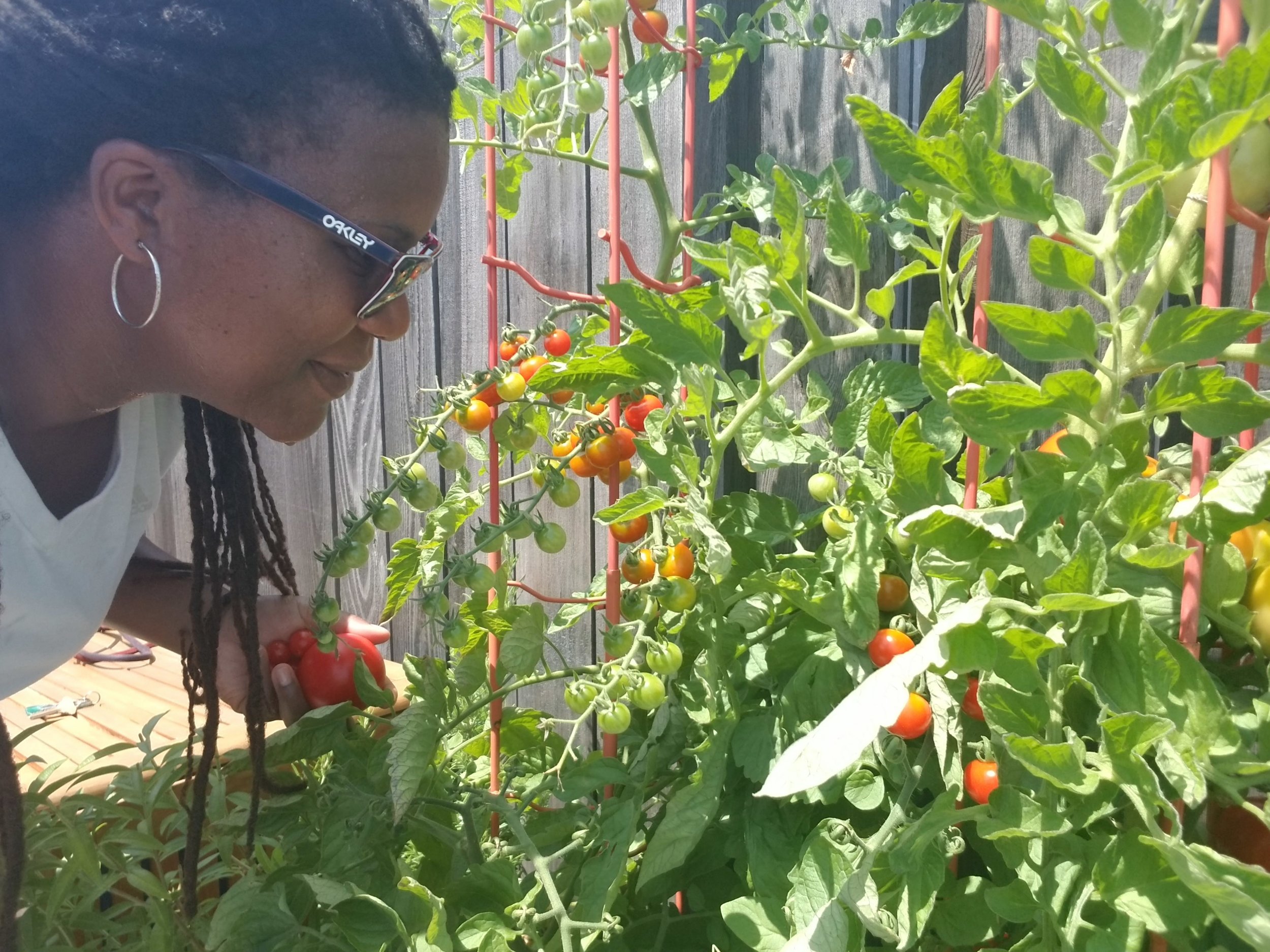  Harvesting tomatoes in our garden 