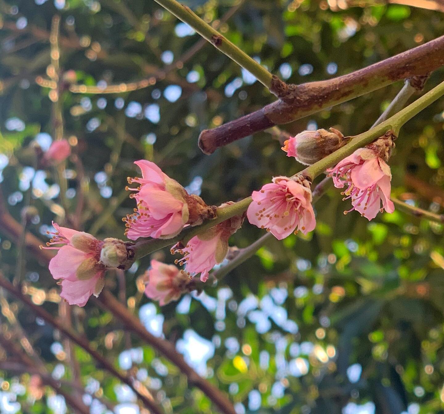 Blooming peach tree in my backyard🌸🍑💖 #fivesensesinteriordesign #springblooms #beautyinnature