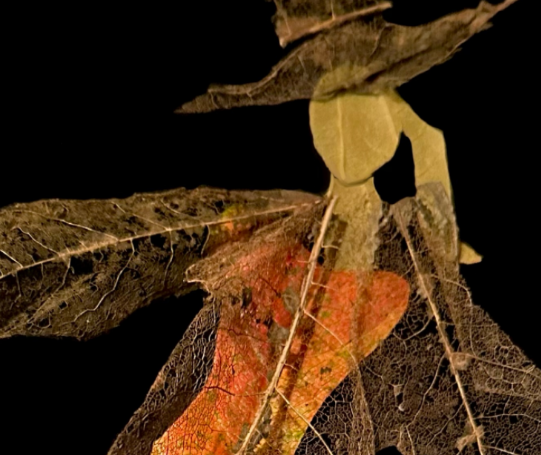 SOMATIC CAMP:  JENNIFER MASCALL