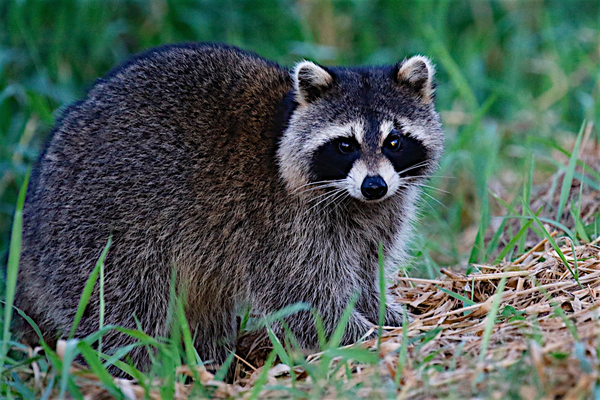 Raccoon