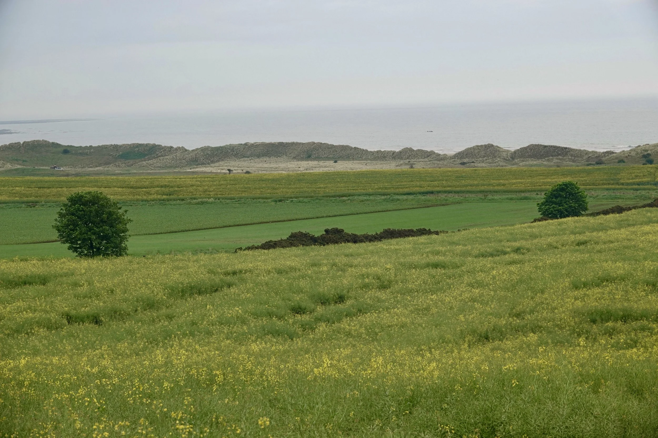Dunes and grassy fields by the sea