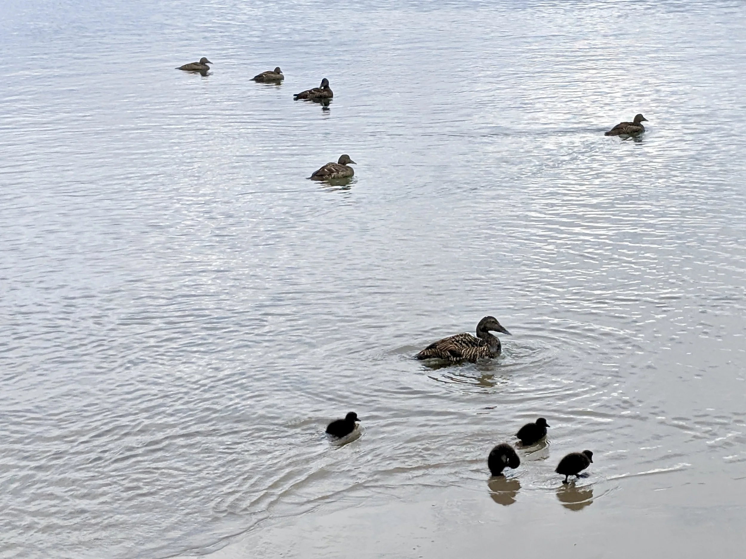 Common Eider with ducklings