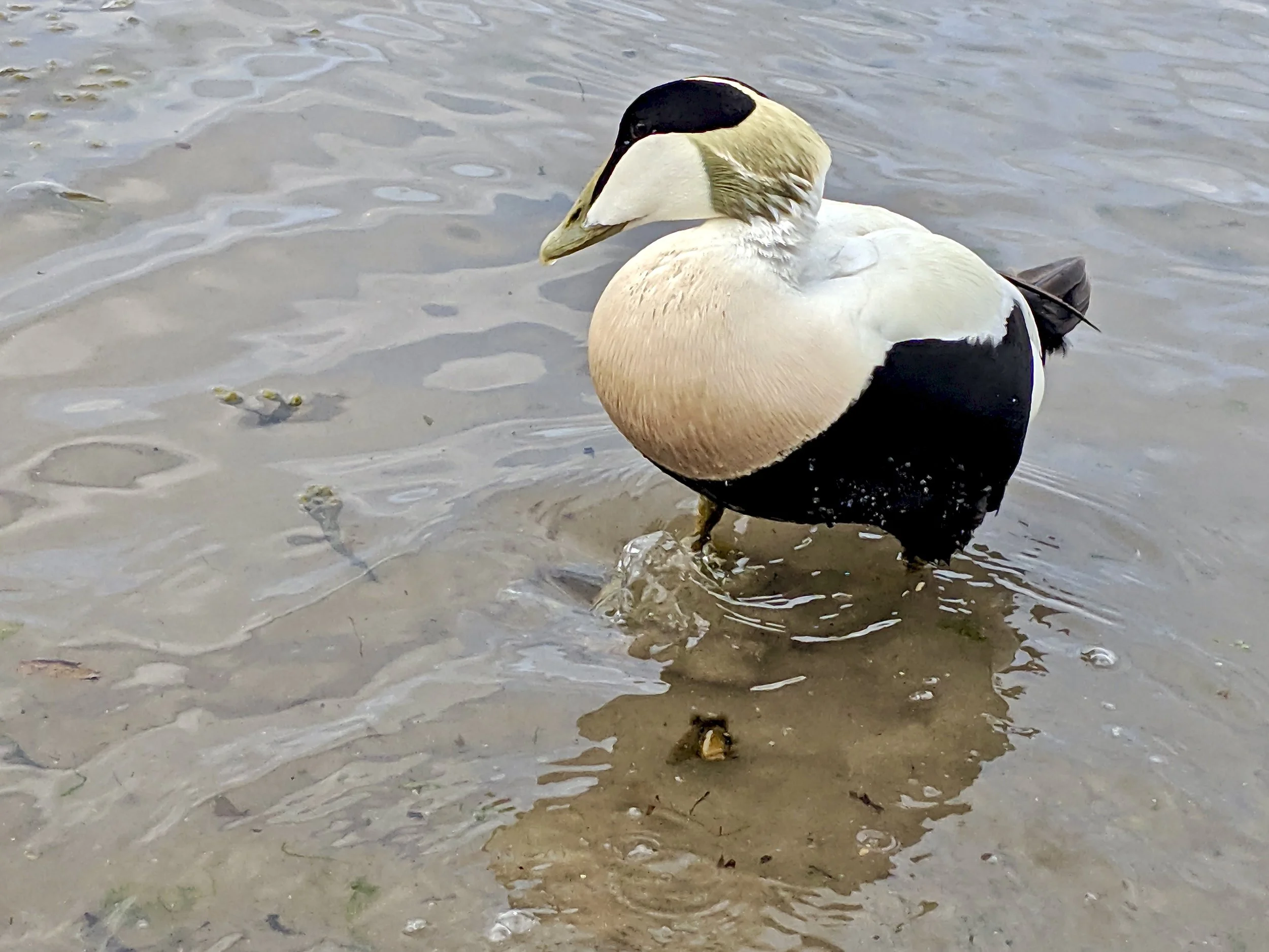 Male Common Eider, North Sunderland Harbor