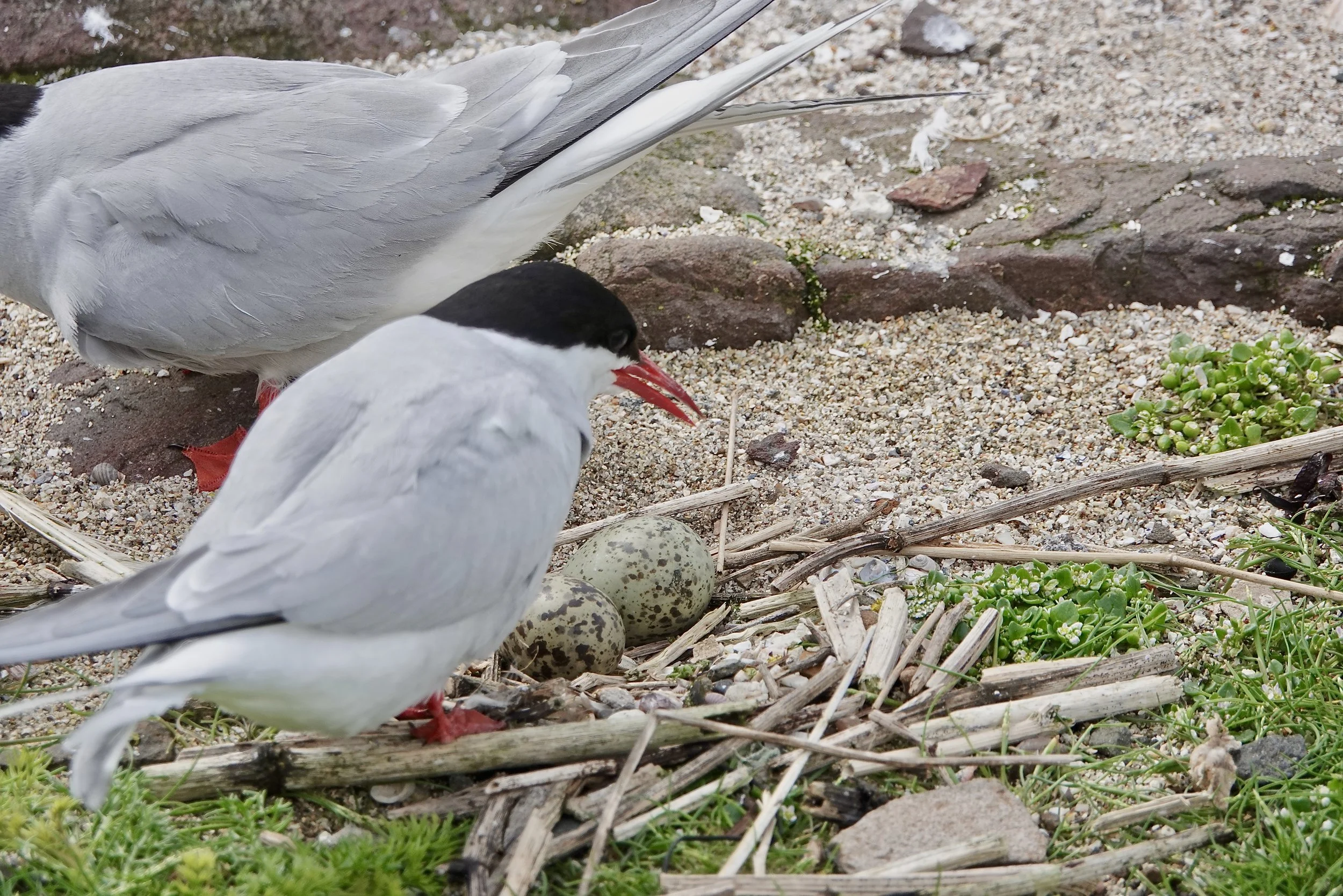 Arctic Tern, with eggs