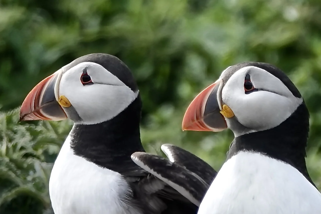 Puffin Portraits