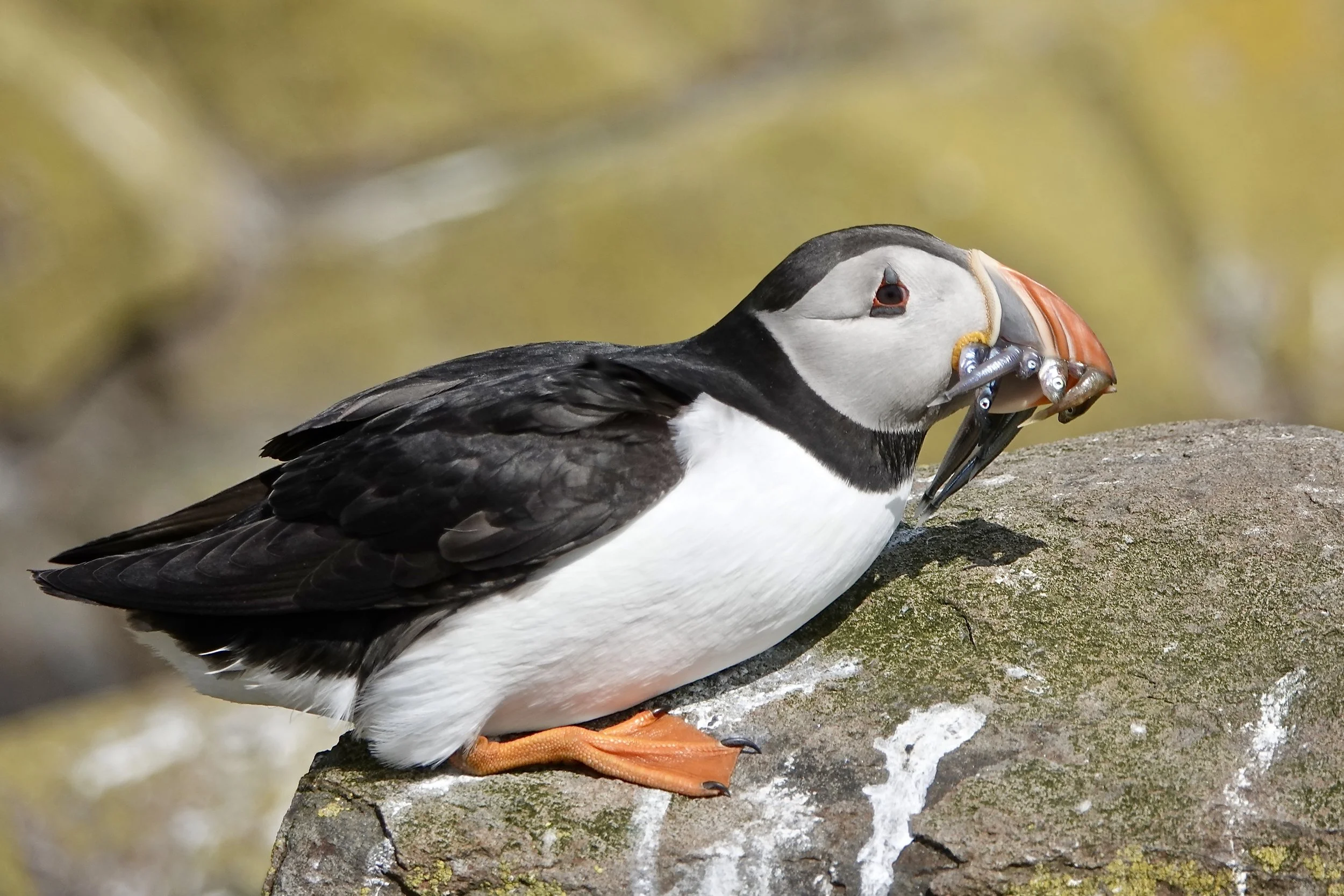 Puffing, bringing home fish