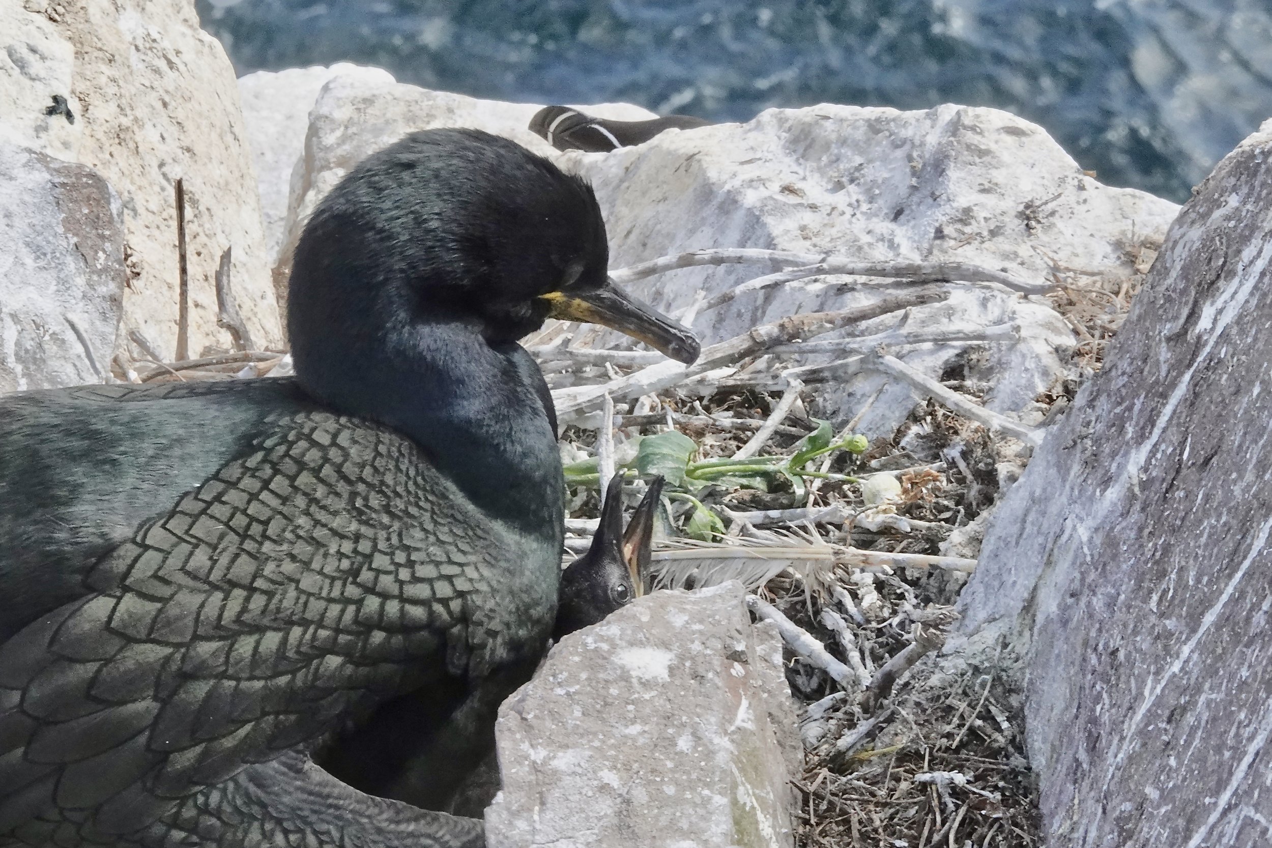 Shag with nestling