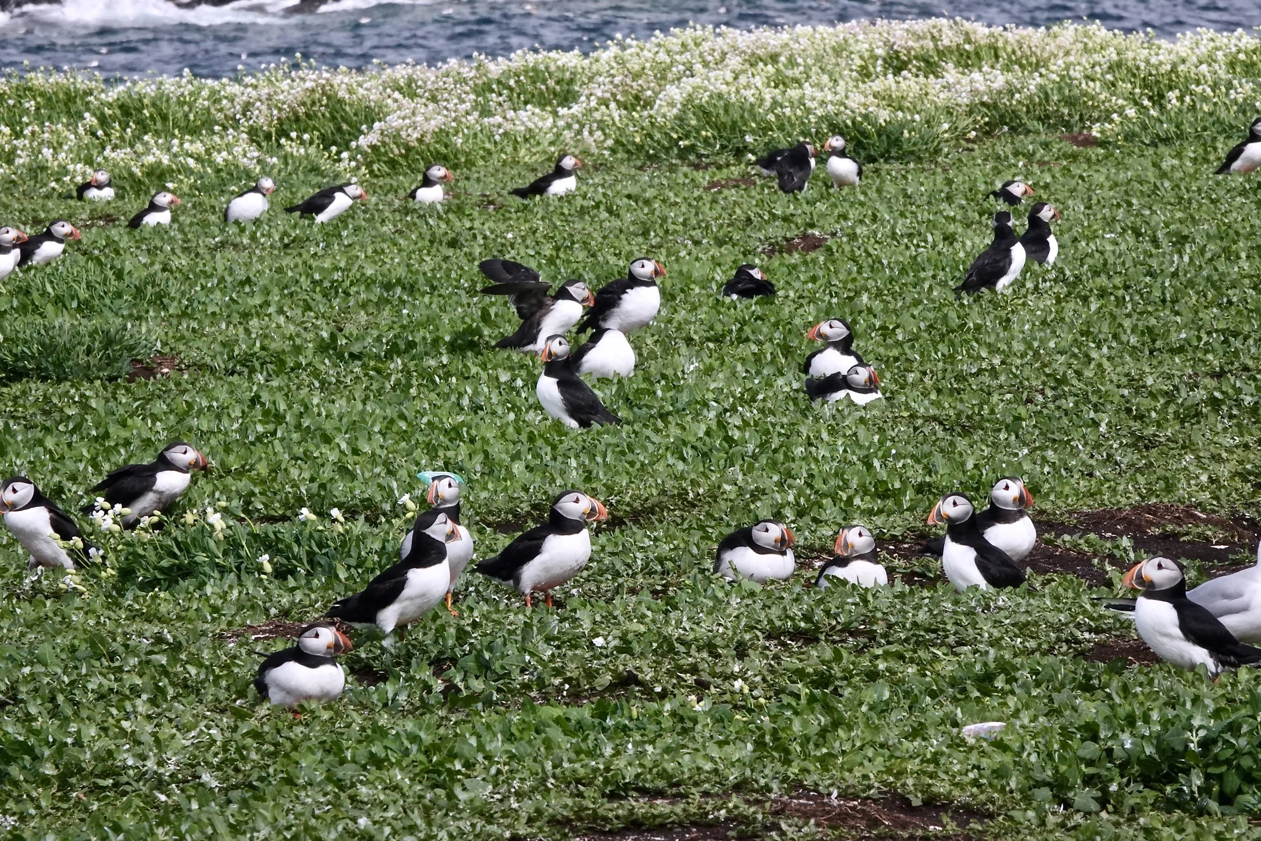 That’s a lot of puffins