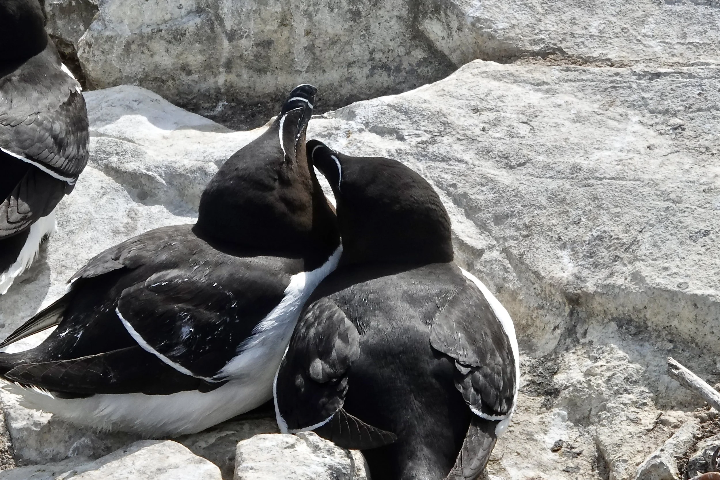Courting Razorbills