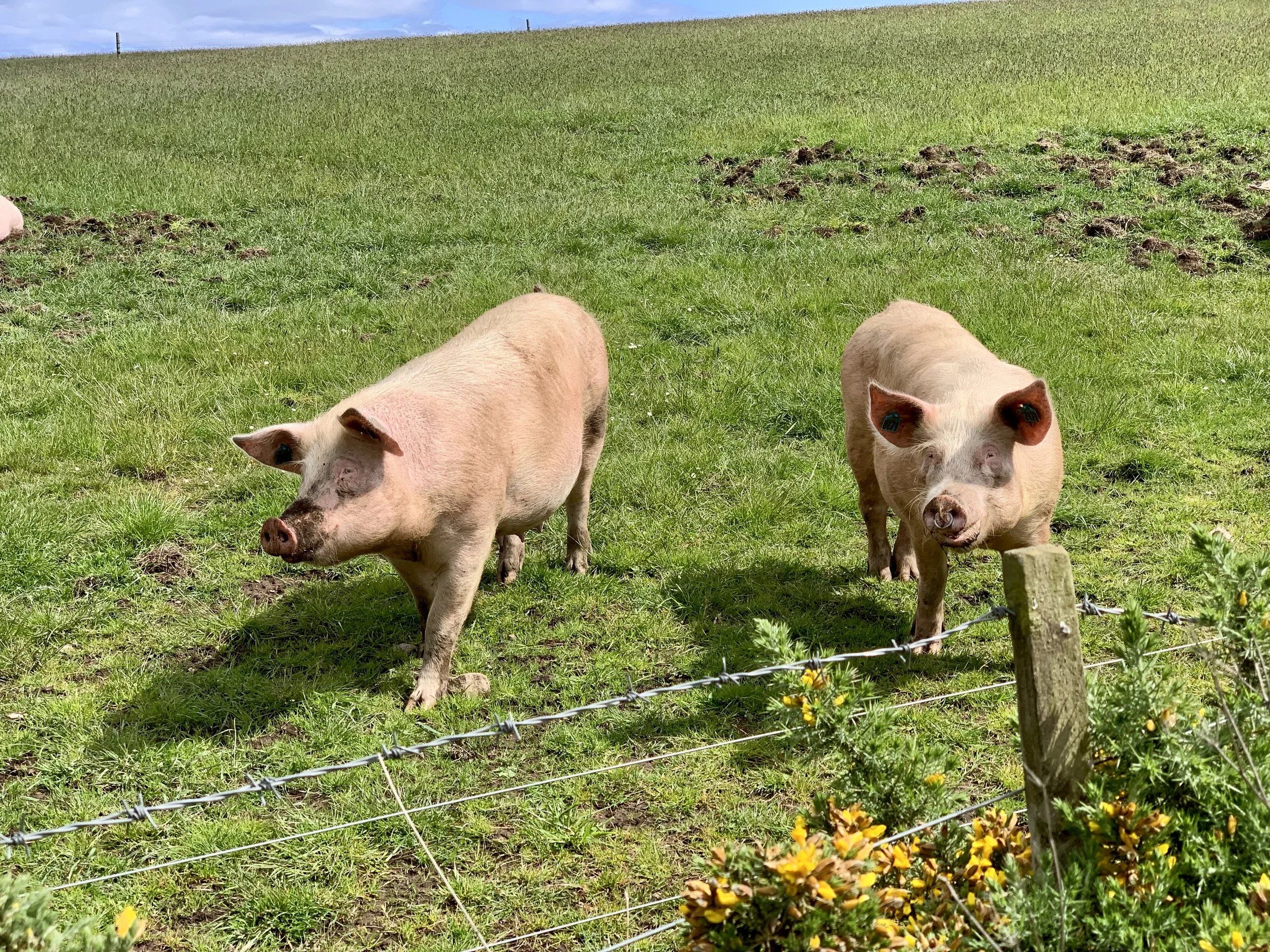 Greetings from some friendly pigs