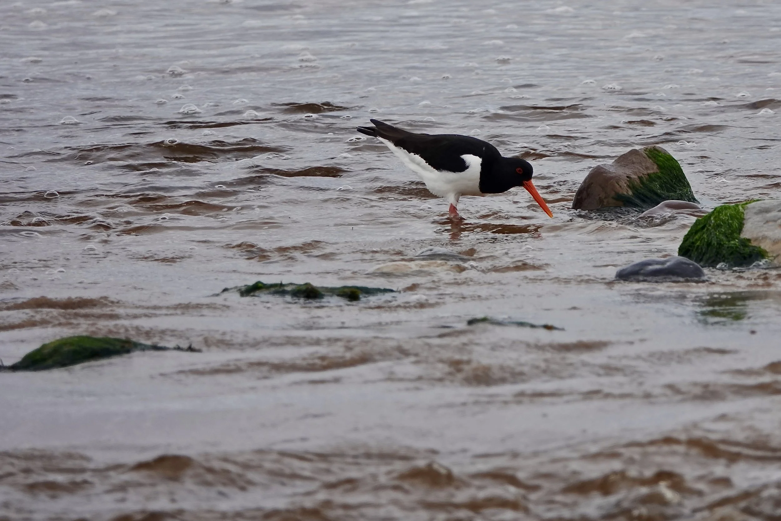 Eurasian Oystercatcher