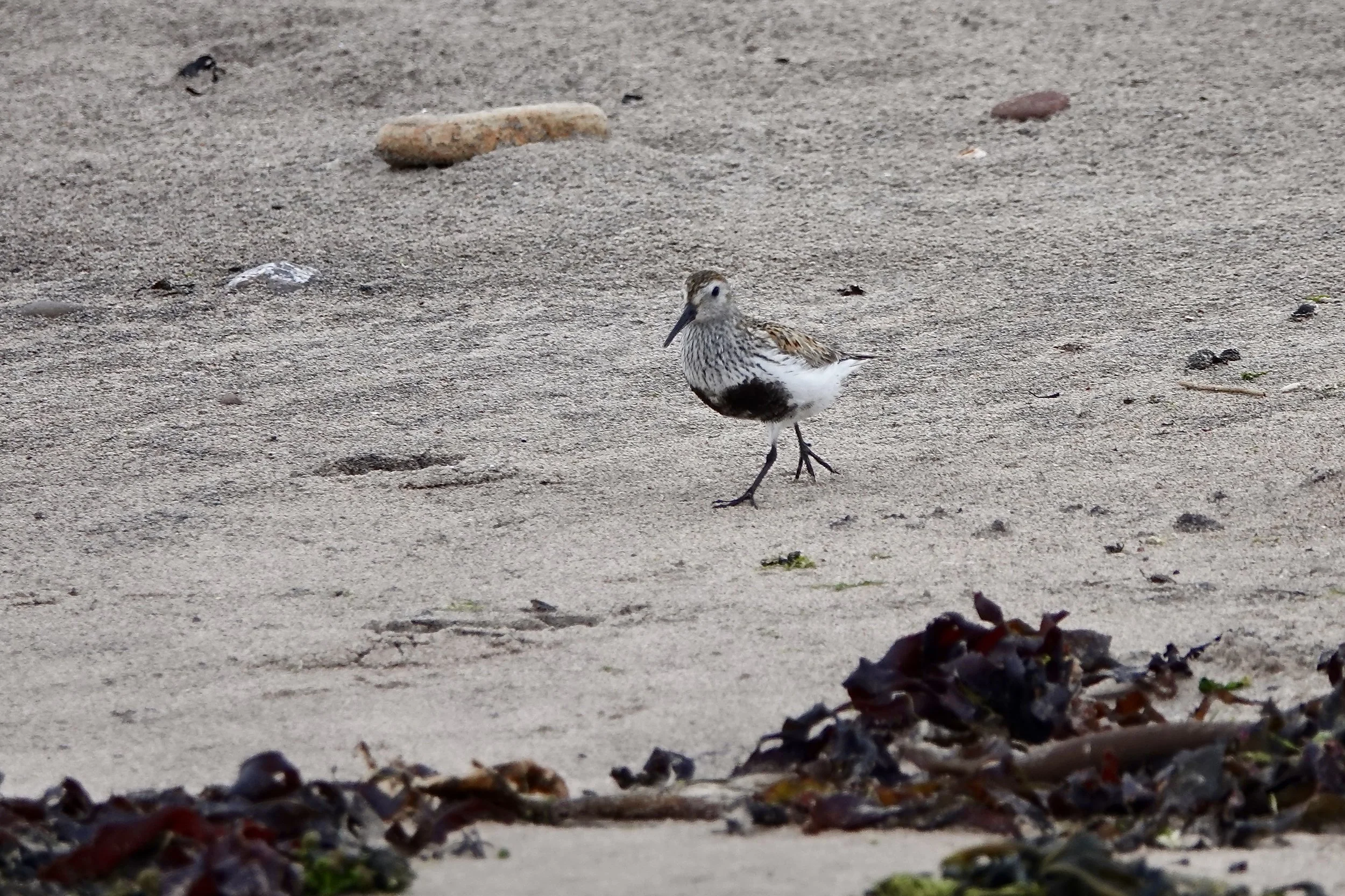 Dunlin