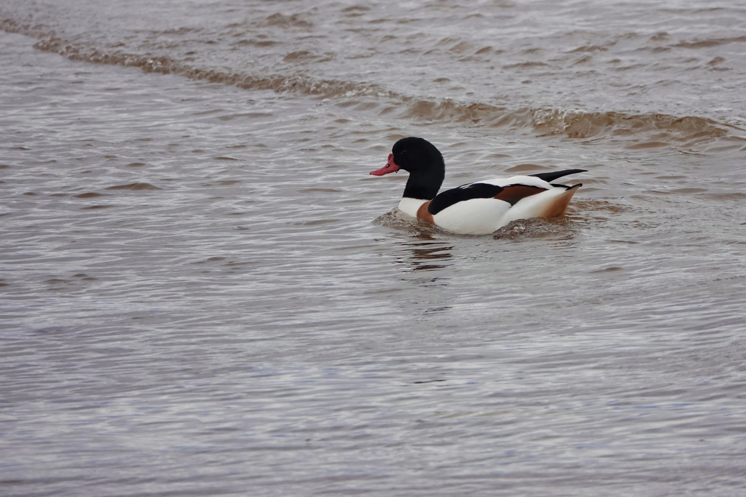 Shelduck