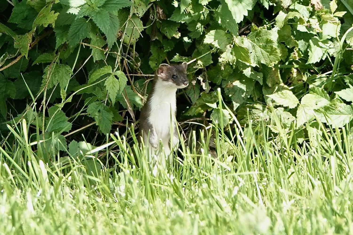 Stoat (a.k.a., ermine), Unlingen, Germany