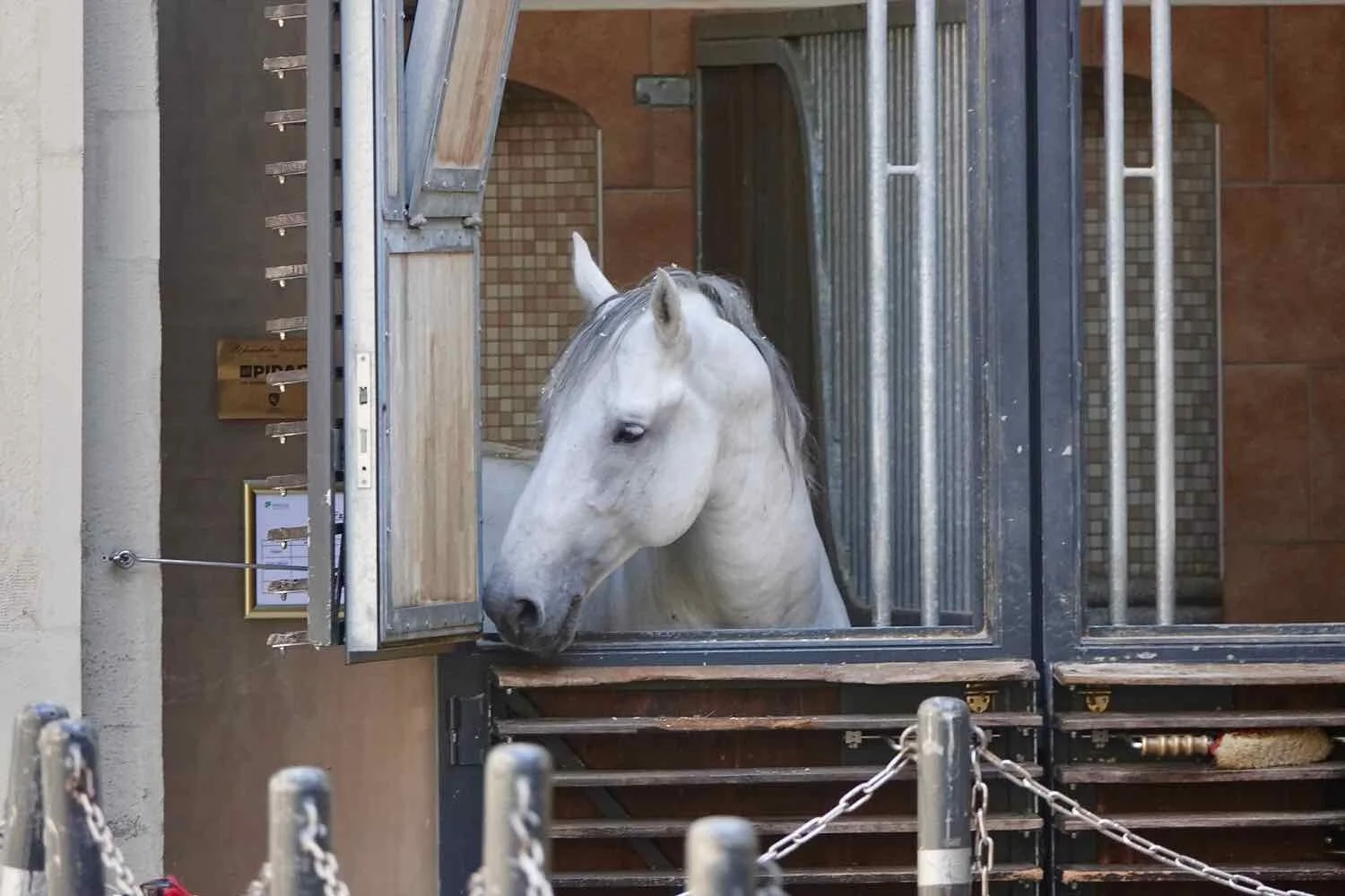 A Royal Lipizzaner Stallion at home