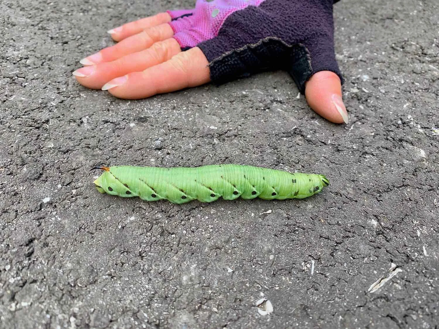 Convolvulus hawkmoth caterpillar, Orth an der Donau
