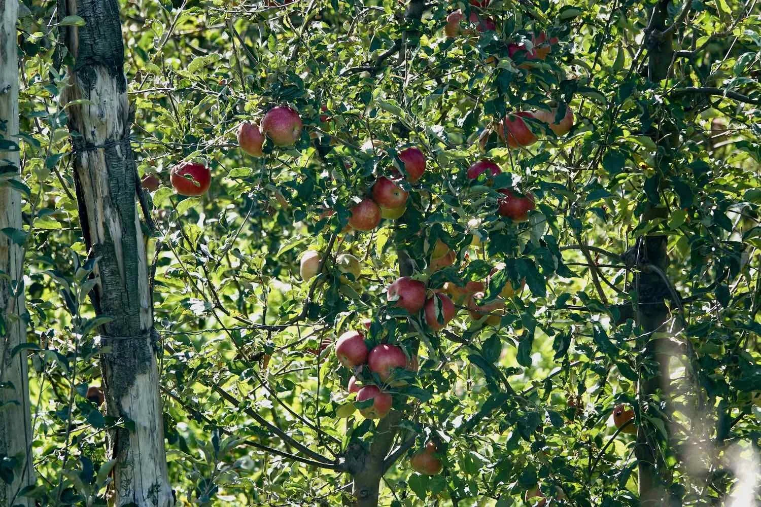 Ready-to-pick apples. EuroVelo 6, Croatia