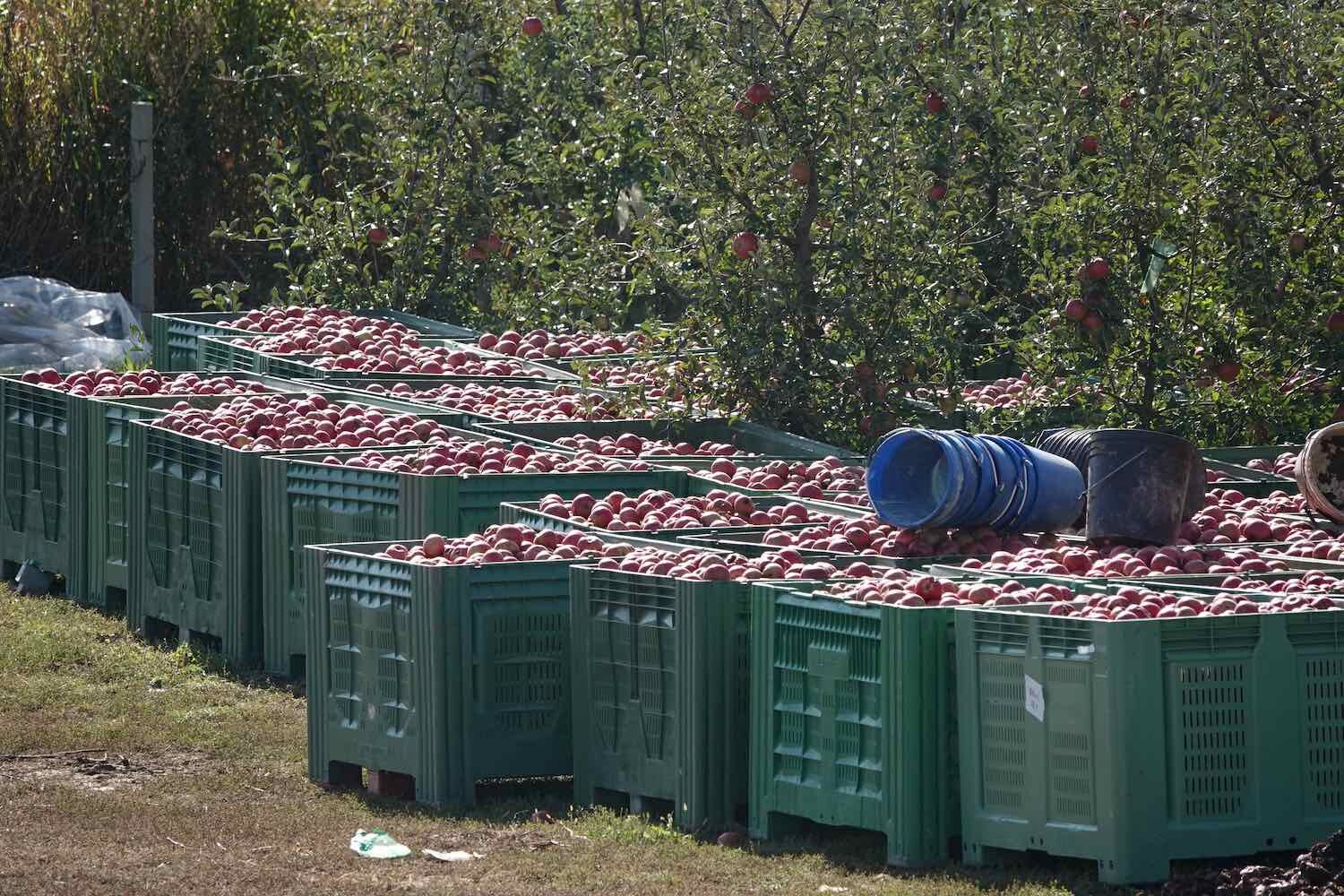Giant crates full of fresh apples. Croatia