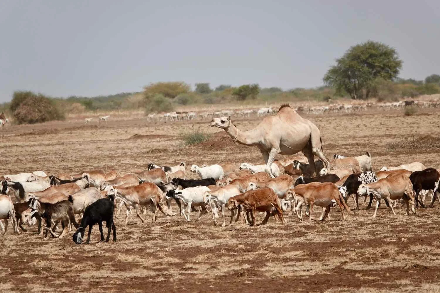 Herds of goats roamed between towns