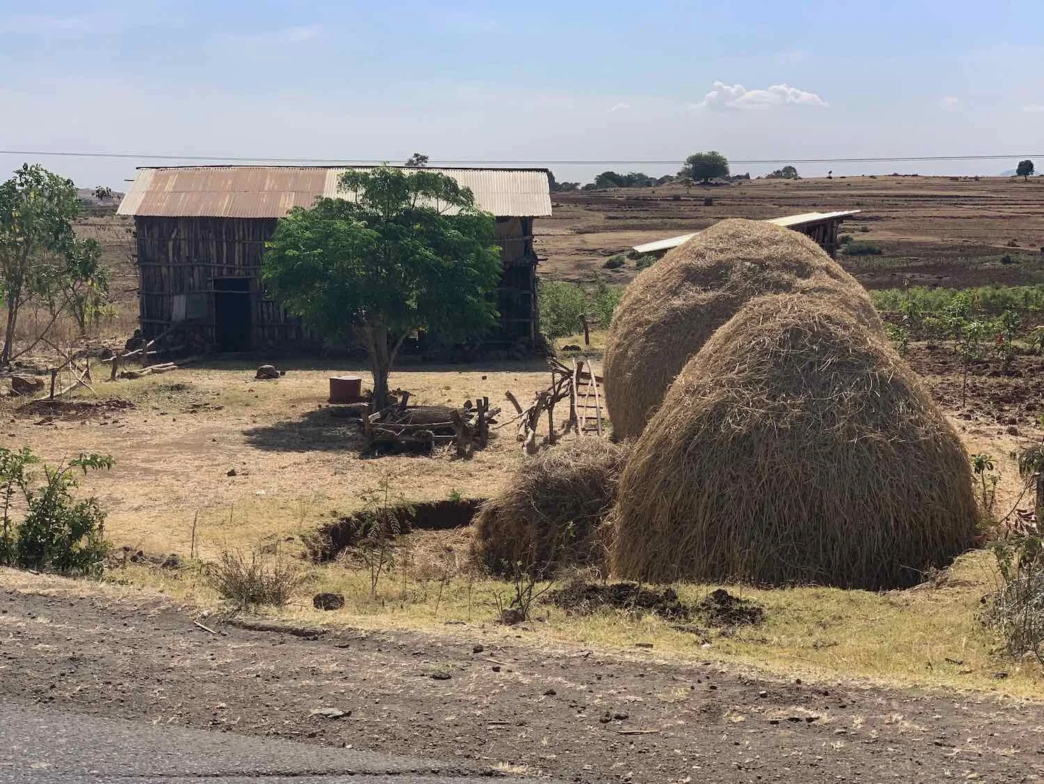 Teff hay is a nutritious food for domestic animals