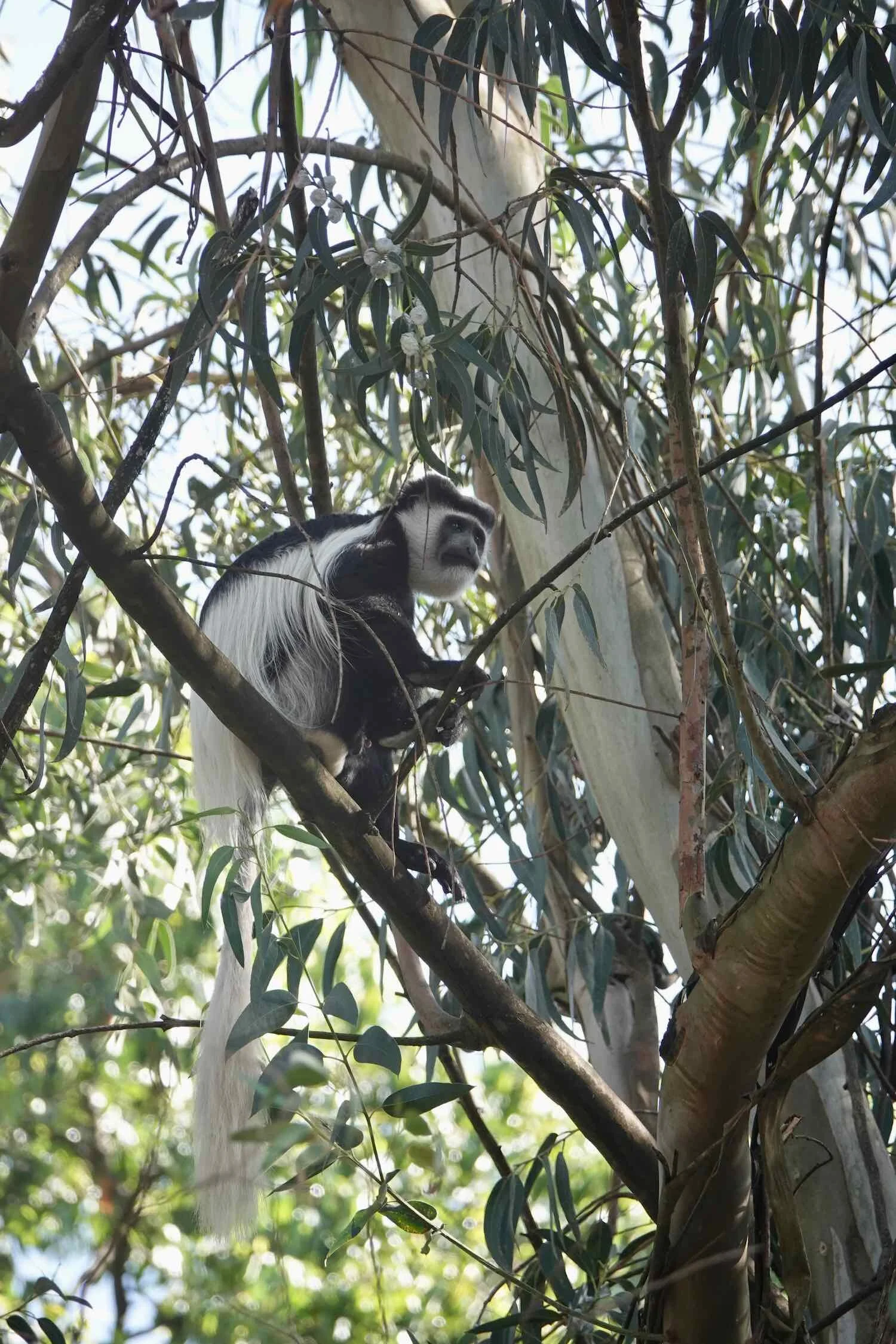 Guerza Colobus Monkey